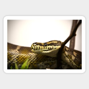 Snake VIII / Swiss Artwork Photography Sticker